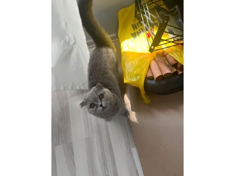 Kül kedisi prenses scottish fold