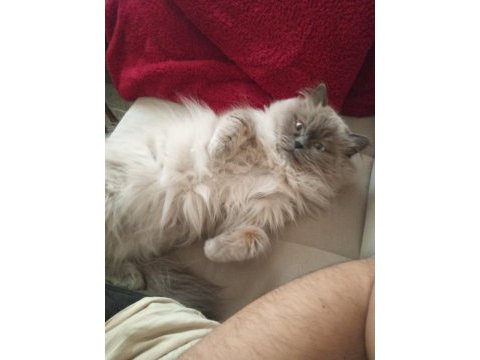 British longhair kedimiz