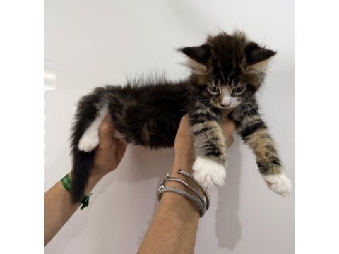 Küçük bir dev dişi maine coon