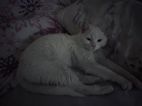 Kedimiz mincira acil ömürlük yuva arıyoruz