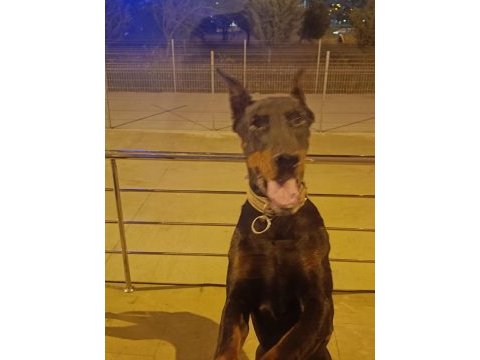 Üst kalite doberman yavruları