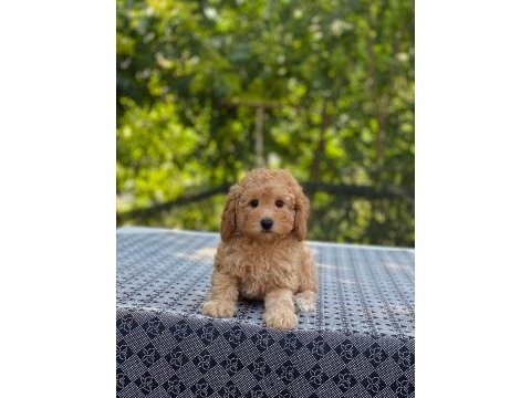 Poodle en microsu en özeli benim olsun isteyenlere