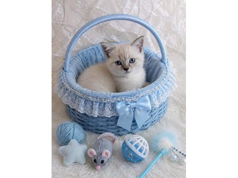 British ve scottish fold mavişler