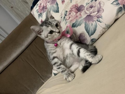 British shorthair kızıma yuva arıyorum