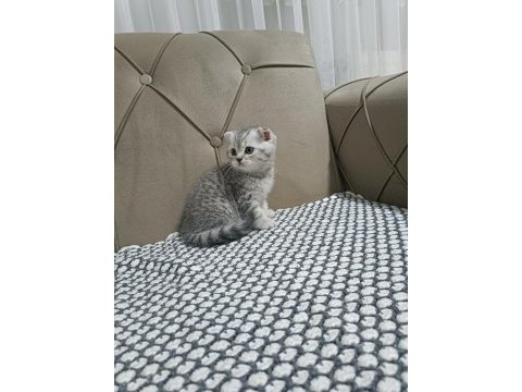 Scottish fold silver biblo surat