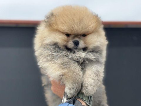 Petmode köpek çiftliğinden tedyy pomeranian