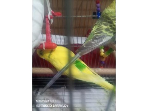 Hazır yerli takımlı muhabbet kuşu