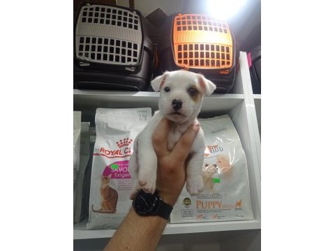 2 aylık erkek jack russell