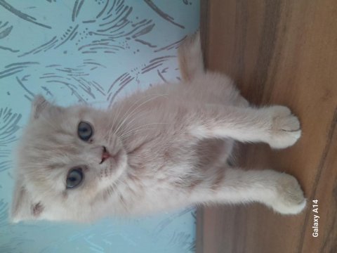 Çok tatlı ve farklı scottish fold