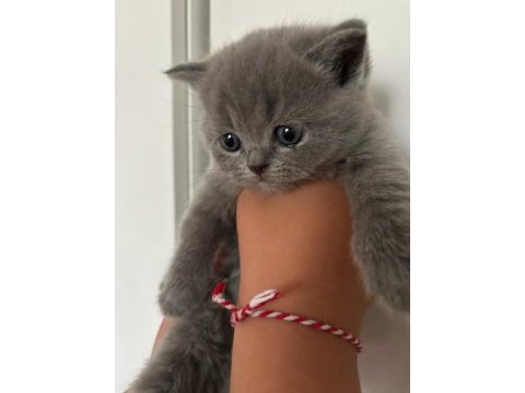 45 günlük teslime hazır british shorthair yavrular