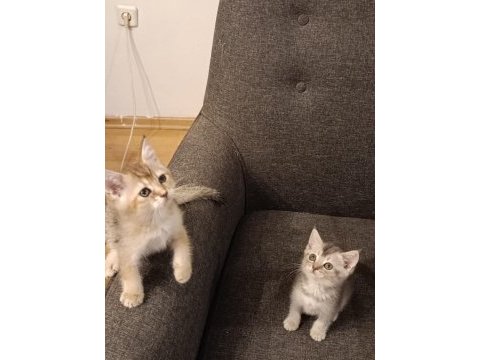 3 ayri anneden brıtısh shorthair