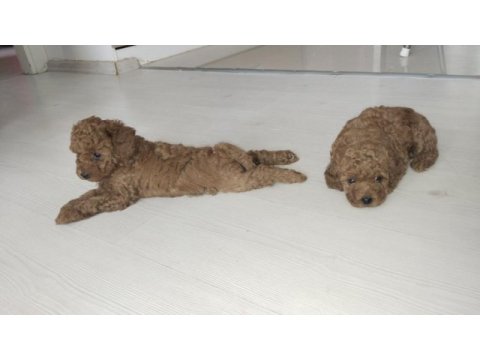 4 poodle yavru
