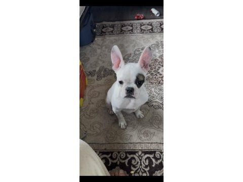 Evlat 4 aylık french bulldog evde beslendi eğitimlidir