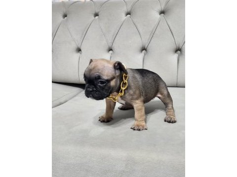 French bulldog dişi yavru