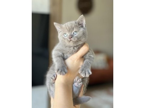 Safkan oyuncu british shorthair yavrum