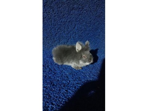 Ücretsiz cüce tavşanımız