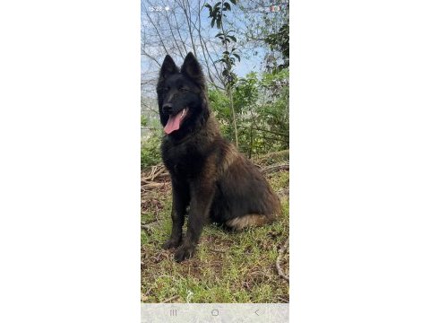 Sevgine zamanına emeğine değecek köpek arayanlara