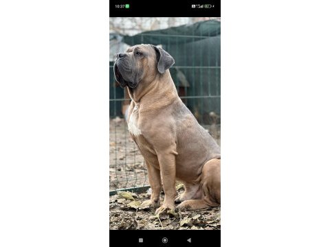 Cane corso yavrularımız ırk garantili