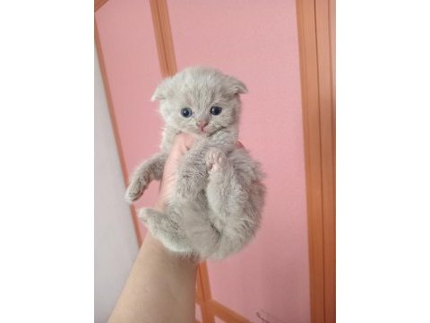 Safkan teslime hazır bebek kediler