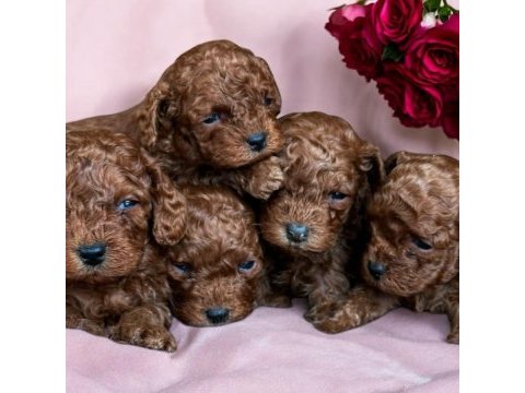 Kore minik poodle