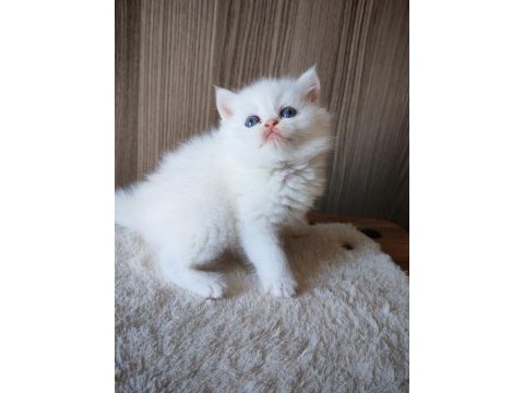 White erkek yavru british