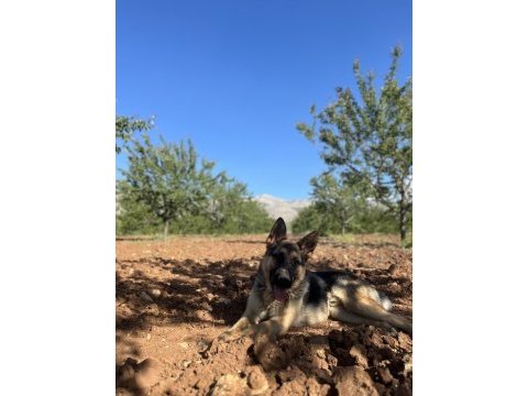 Bir yaşını doldurmamış aşıları tam alman kurdu
