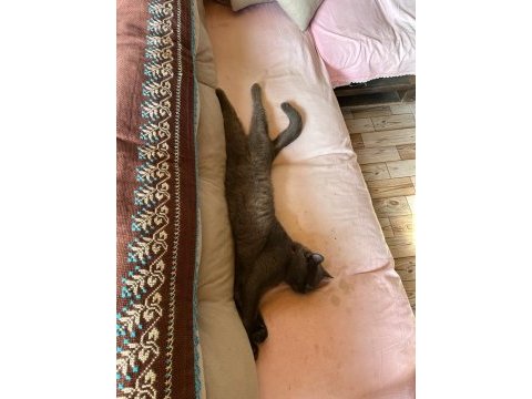 British shorthair 19 aylık