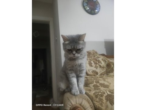 Dişi british whiskas 2 yaşında
