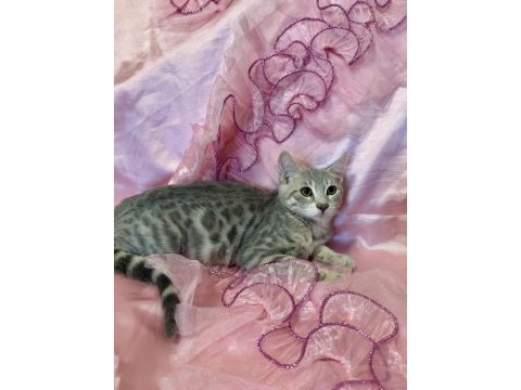 Silver bengal kedisi yavrular
