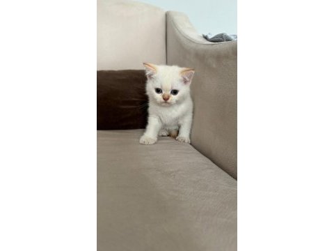 British shorthair dişi