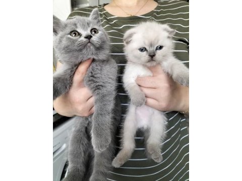 British shorthair ve scottish fold yavrular