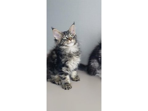 Son kalan xxl mainr coon değerinin altında verilecek 