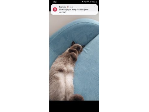 Minik siyam kedisi kızımız
