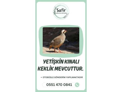 Kınalı keklik