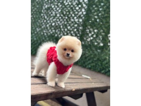 Üst kalite pomeranian boo
