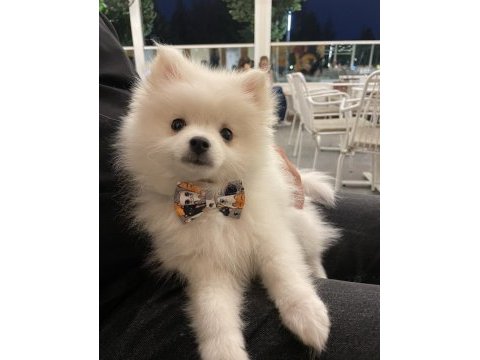 Pomeranian yavrumuz ömürlük yuva arıyor