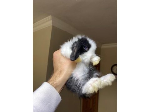 A kalite orijinal safkan hollanda lop tavşanı yavrular