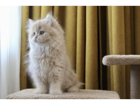 Pofuduk ayıcık british longhair