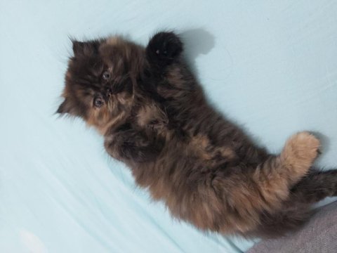 İran persian