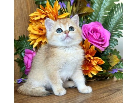 British shorthair golden ay11 ve cy12