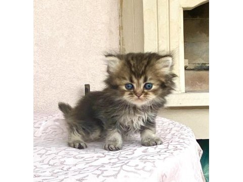 Koyu golden renkli gözlü çikolata bebek kedimiz