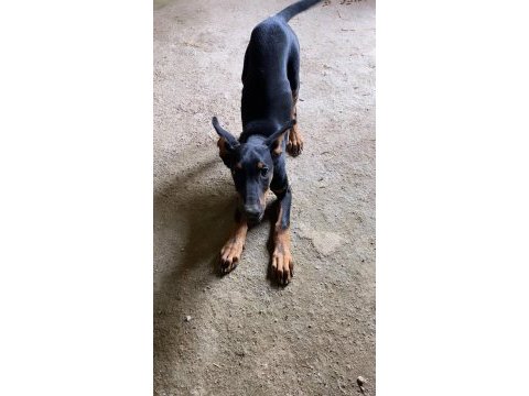 Varsa daha iyi doberman o da annesi