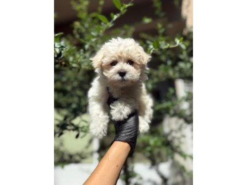 Orjinal tatlı maltipoo yavru