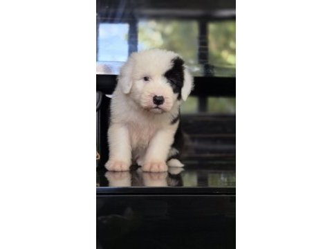 Tr nadir bulunan ırklardan bobtail yavrular