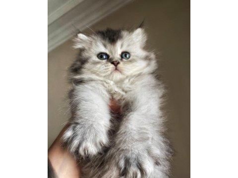 Scottish fold blue tabby longhair yavrularımız