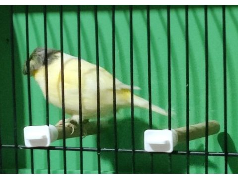 Gloster kanaryalar