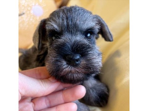 Fcı şecereli miniatute schnauzer yavruları