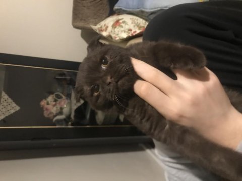 Scottish fold 3 aylık