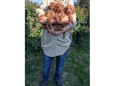 Toy poodle bebek köpekler