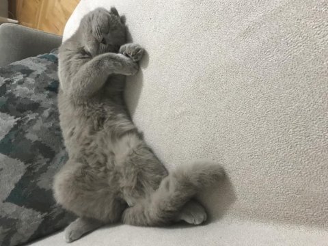 4,5 aylık scottish fold lilak dişi